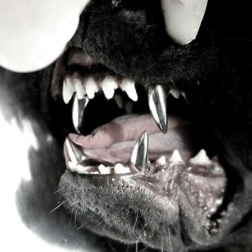 Avatar for @snarlingteeth